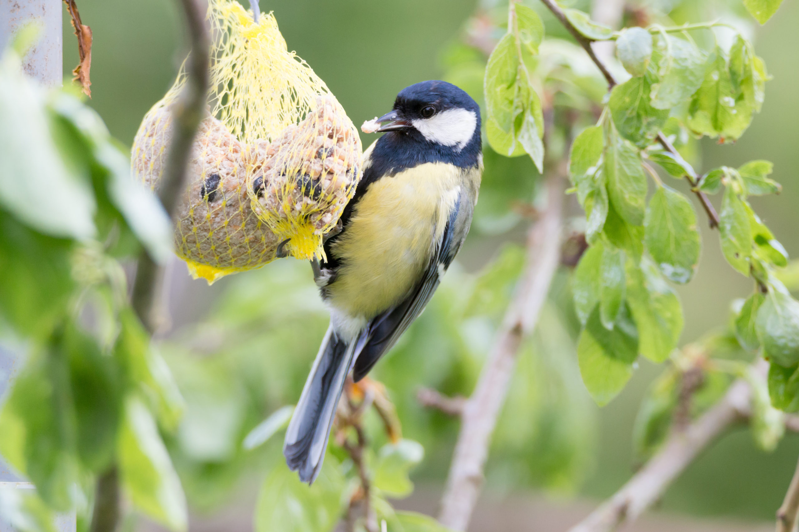 Vogelbeobachtung steigert die Lebensqualität
